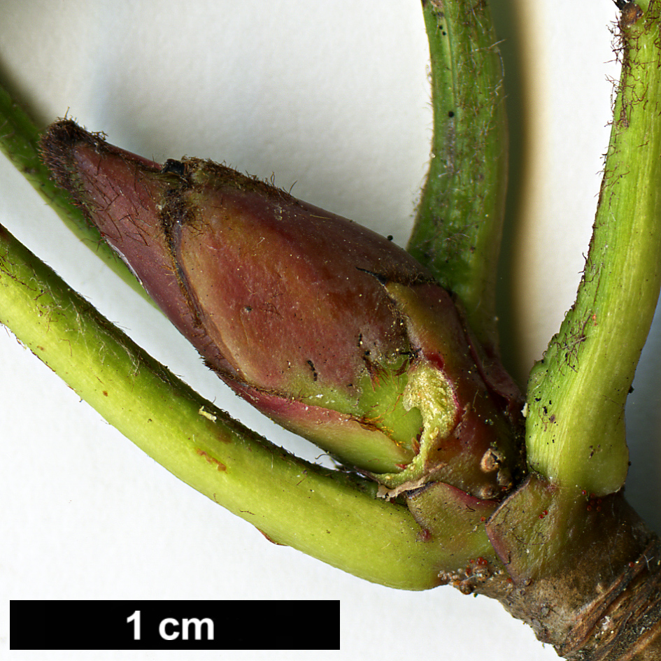 High resolution image: Family: Rosaceae - Genus: Sorbus - Taxon: lingshiensis