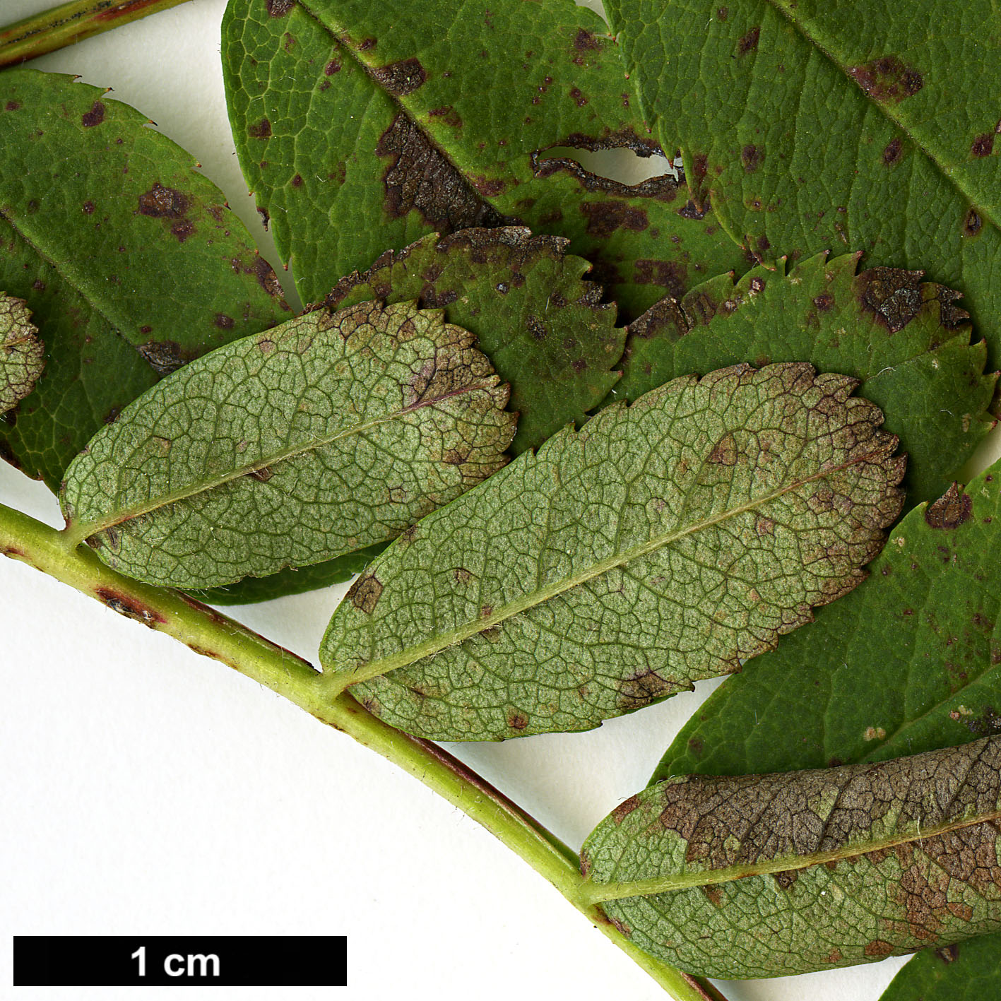 High resolution image: Family: Rosaceae - Genus: Sorbus - Taxon: monbeigii