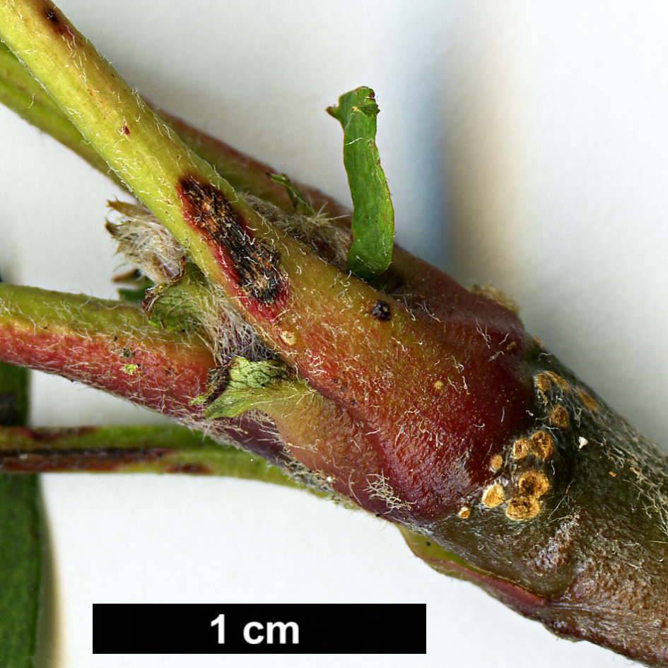 High resolution image: Family: Rosaceae - Genus: Sorbus - Taxon: monbeigii