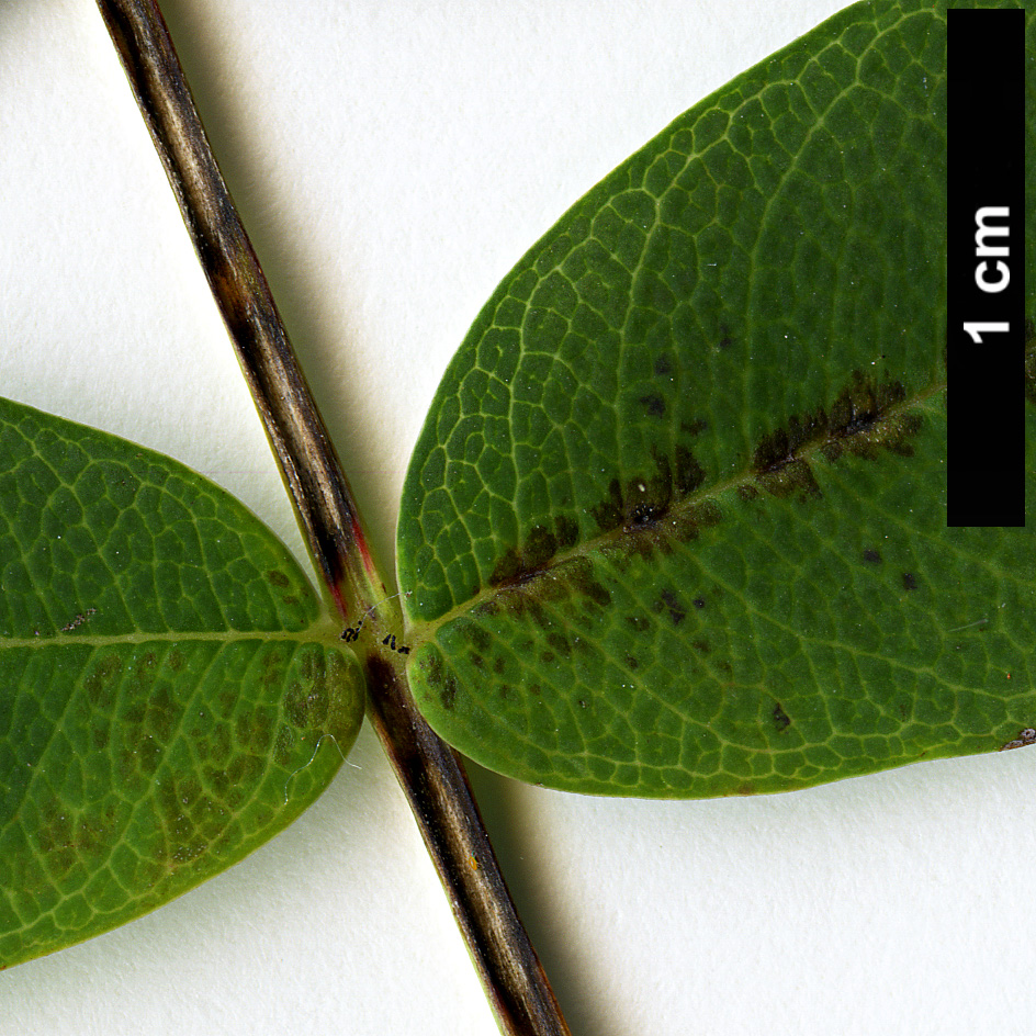 High resolution image: Family: Rosaceae - Genus: Sorbus - Taxon: muliensis