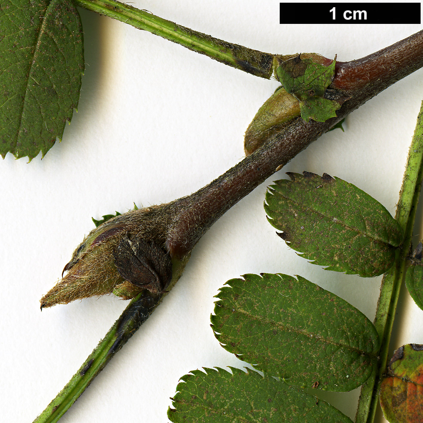 High resolution image: Family: Rosaceae - Genus: Sorbus - Taxon: munda