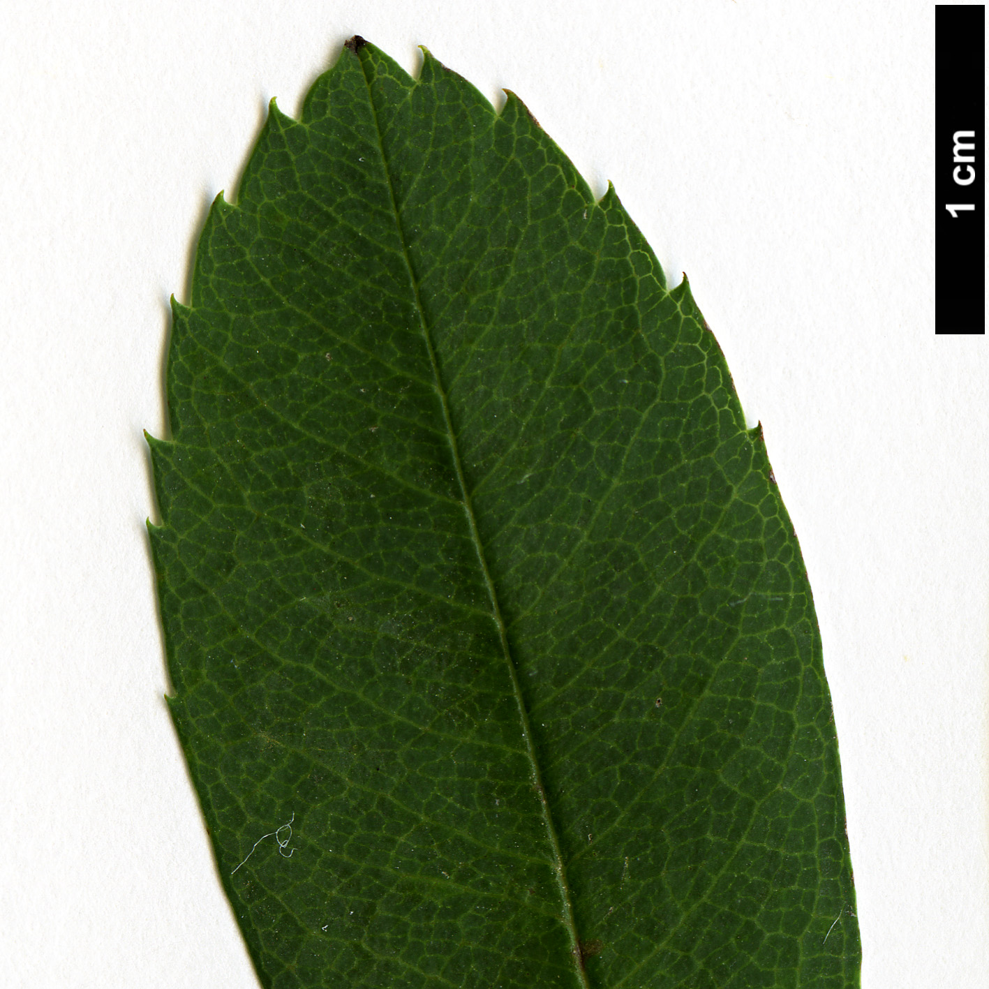 High resolution image: Family: Rosaceae - Genus: Sorbus - Taxon: olivacea