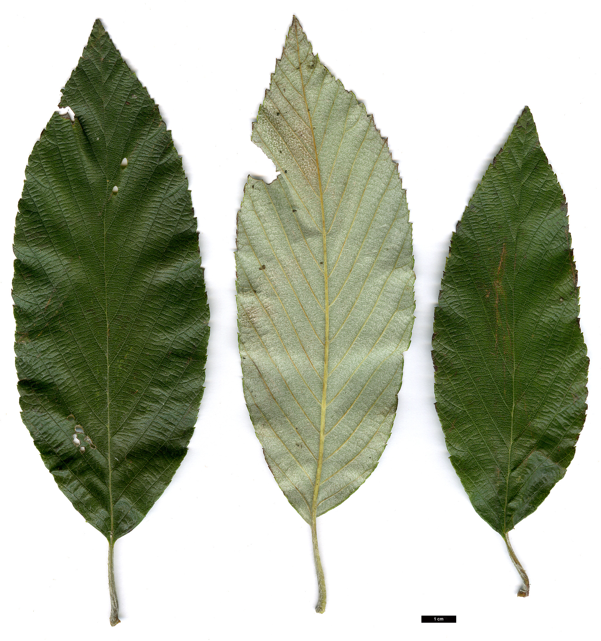 High resolution image: Family: Rosaceae - Genus: Sorbus - Taxon: pallescens