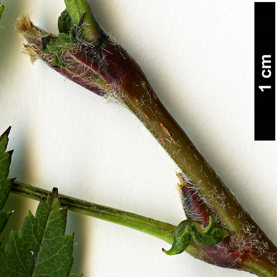 High resolution image: Family: Rosaceae - Genus: Sorbus - Taxon: parvifructa