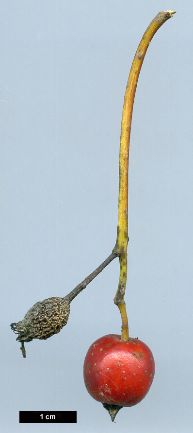 High resolution image: Family: Rosaceae - Genus: Sorbus - Taxon: porrigentiformis