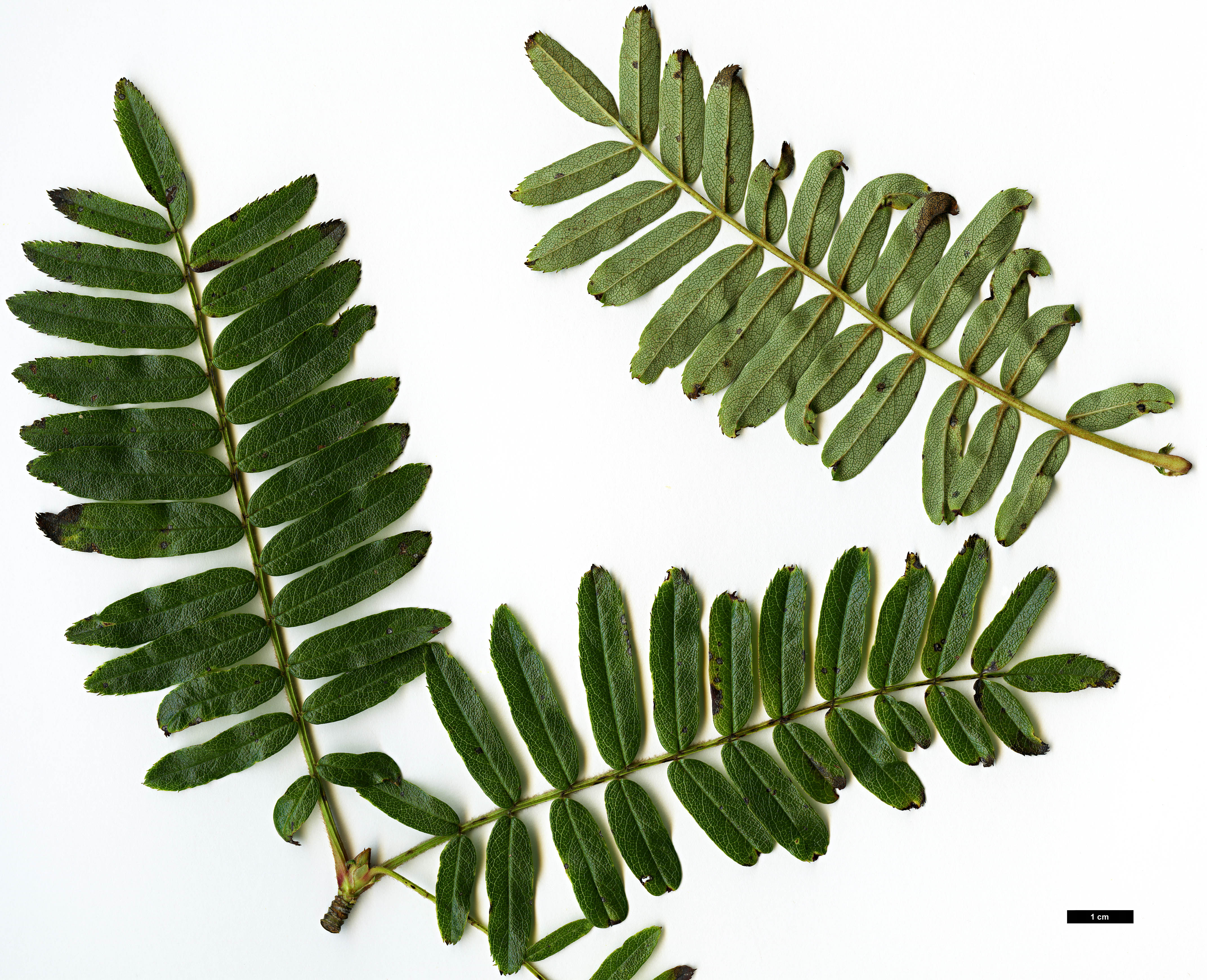 High resolution image: Family: Rosaceae - Genus: Sorbus - Taxon: pteridophylla