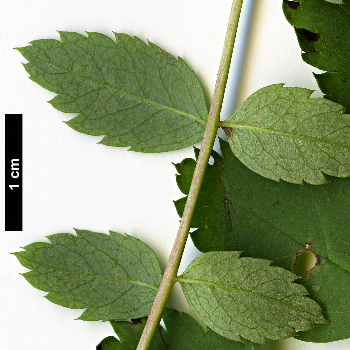 High resolution image: Family: Rosaceae - Genus: Sorbus - Taxon: rosea