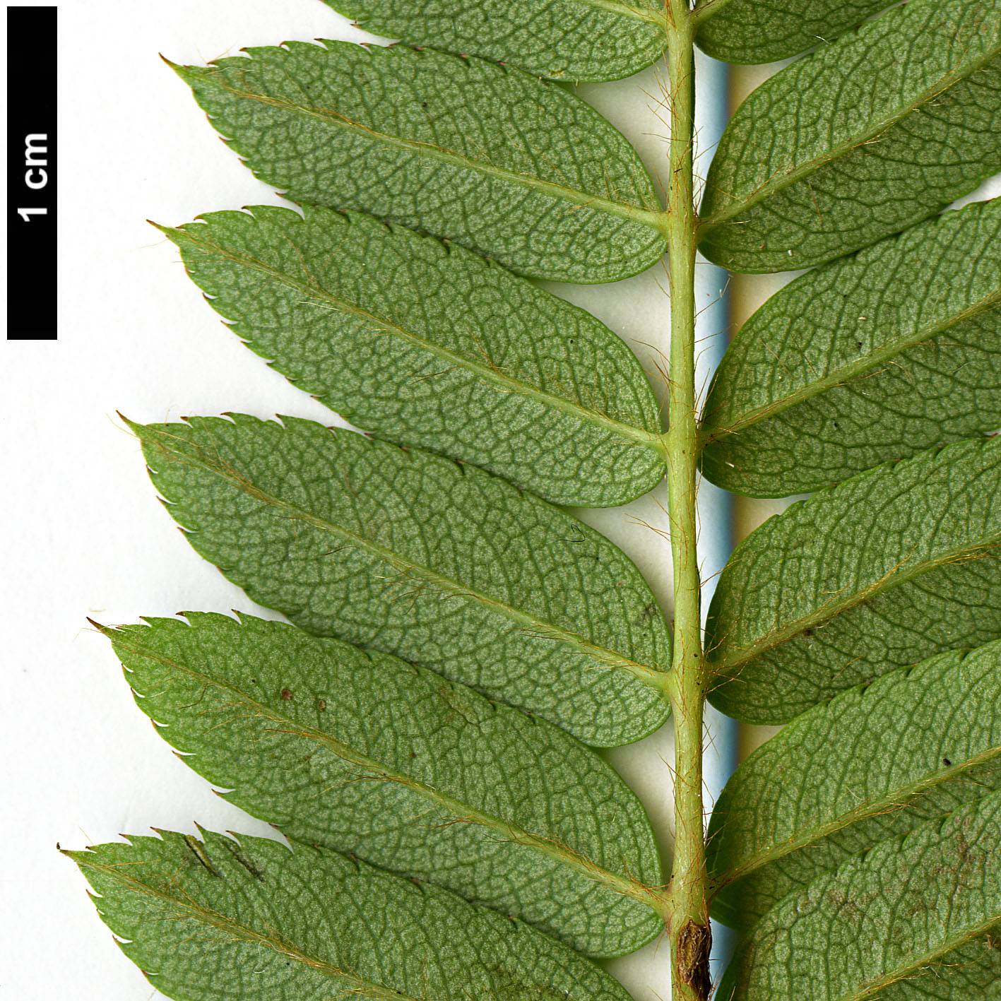 High resolution image: Family: Rosaceae - Genus: Sorbus - Taxon: rutilans