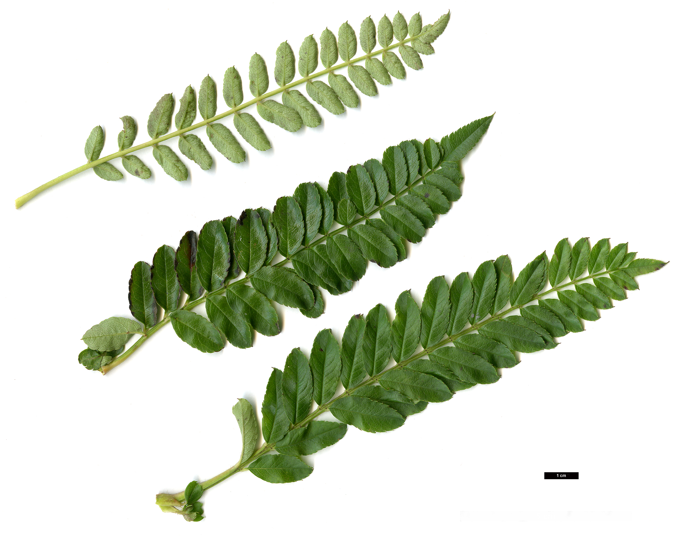 High resolution image: Family: Rosaceae - Genus: Sorbus - Taxon: setschwanensis