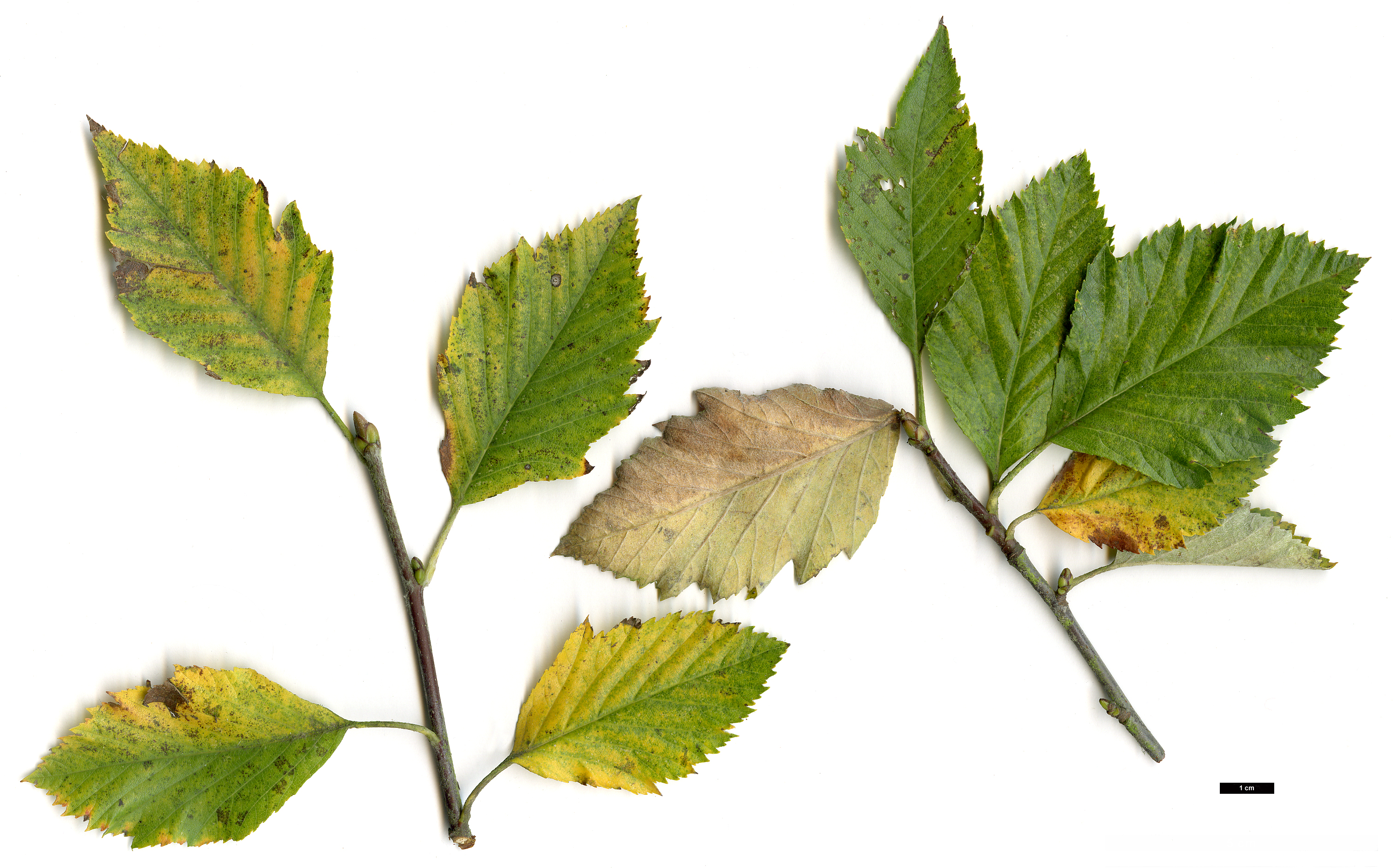 High resolution image: Family: Rosaceae - Genus: Sorbus - Taxon: simonkaiana
