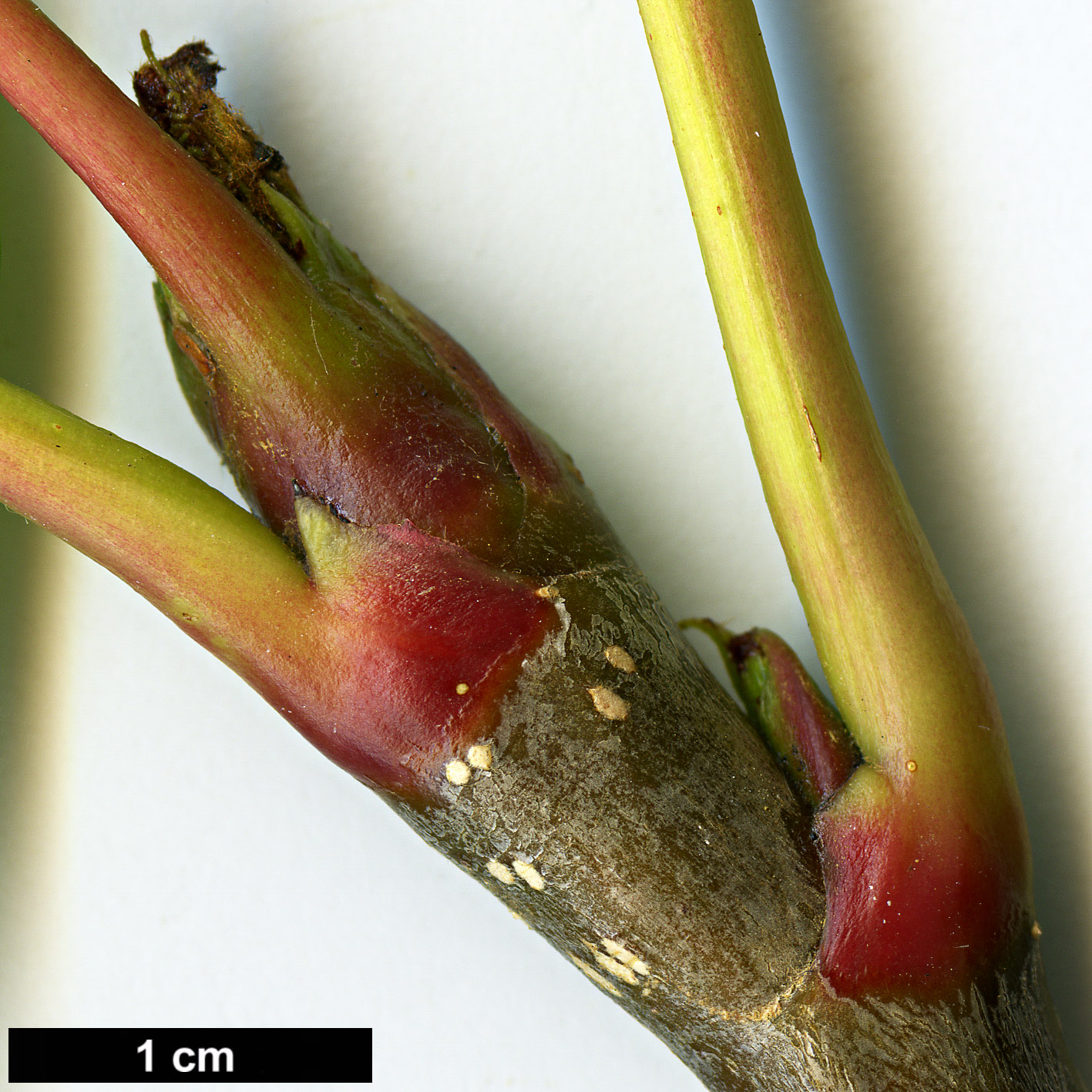 High resolution image: Family: Rosaceae - Genus: Sorbus - Taxon: ulleungensis