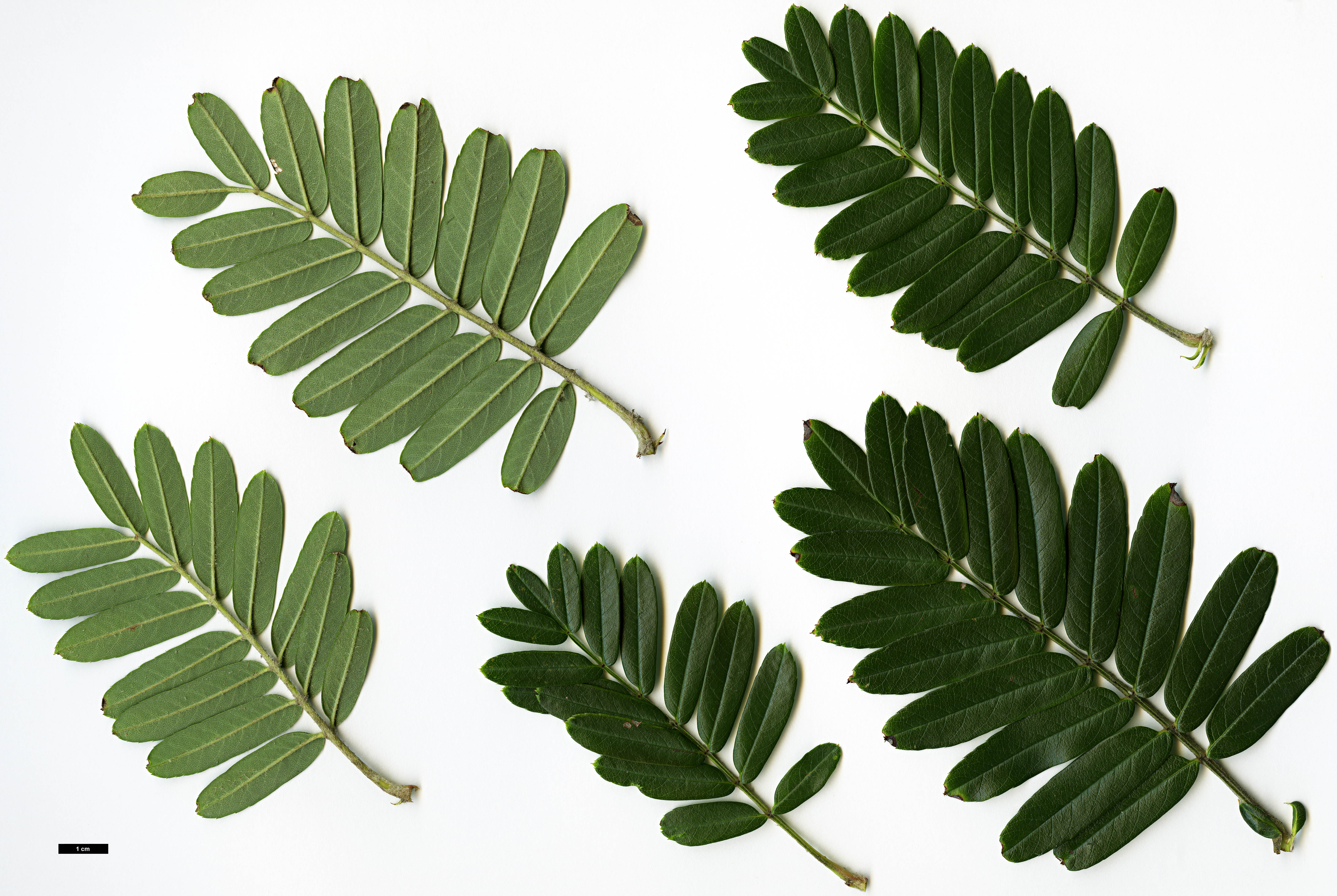 High resolution image: Family: Rosaceae - Genus: Sorbus - Taxon: wallichii
