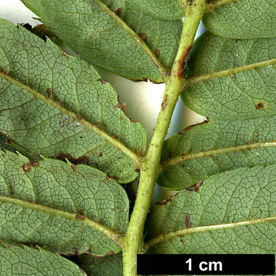 High resolution image: Family: Rosaceae - Genus: Sorbus - Taxon: zayuensis