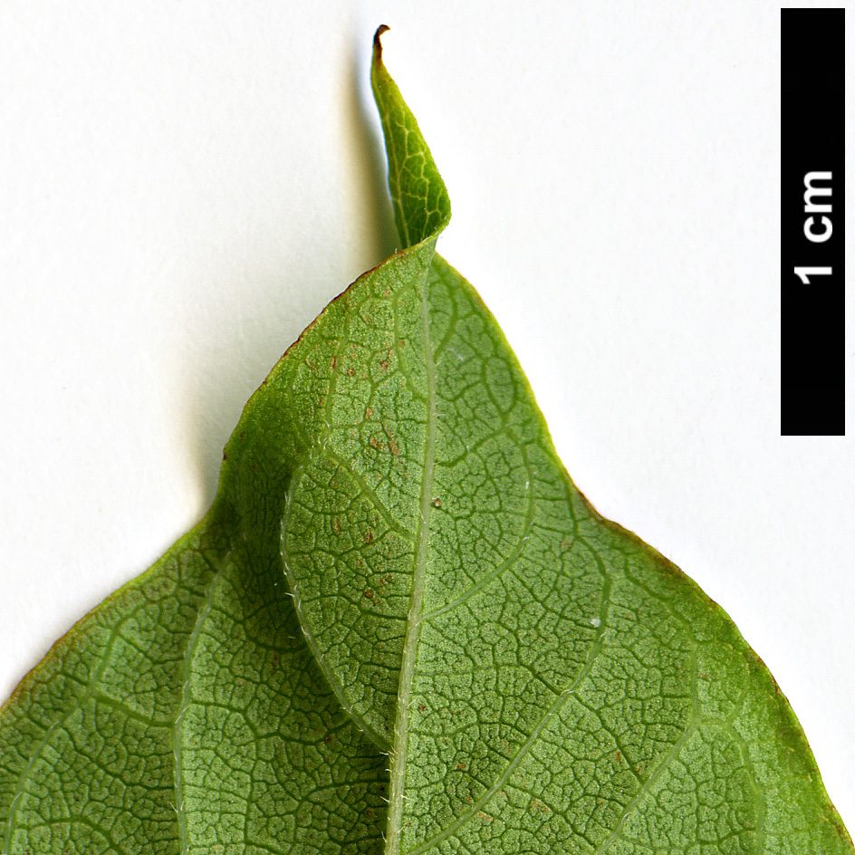 High resolution image: Family: Rubiaceae - Genus: Cephalanthus - Taxon: occidentalis