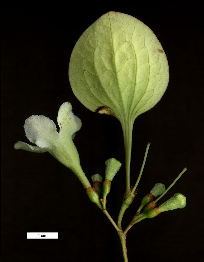 High resolution image: Family: Rubiaceae - Genus: Emmenopterys - Taxon: henryi