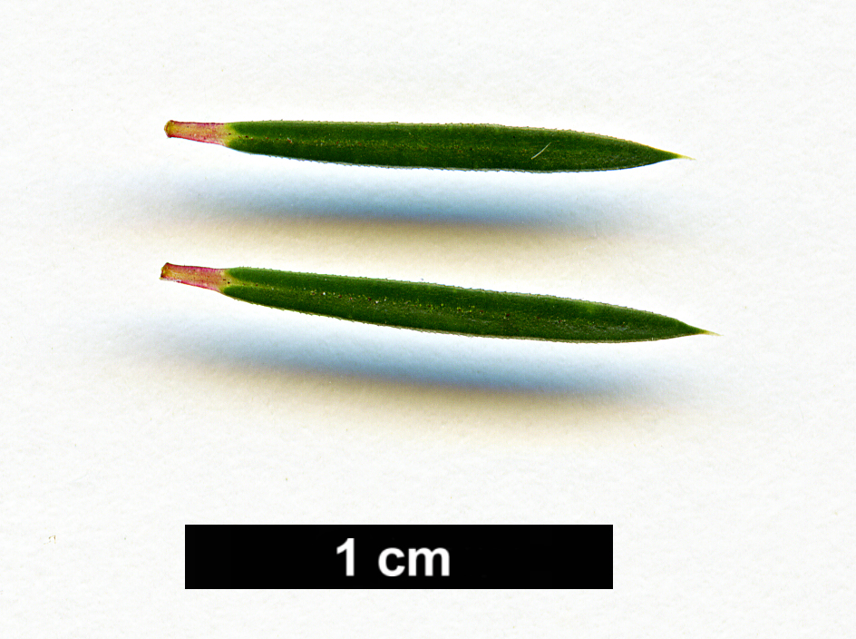 High resolution image: Family: Rutaceae - Genus: Diosma - Taxon: hirsuta