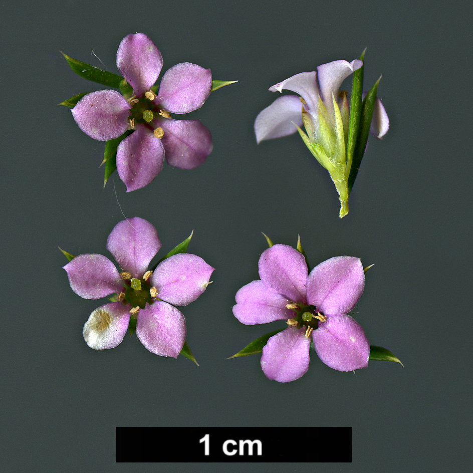 High resolution image: Family: Rutaceae - Genus: Diosma - Taxon: hirsuta
