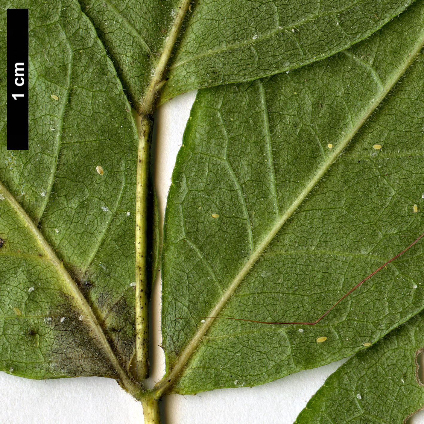 High resolution image: Family: Rutaceae - Genus: Zanthoxylum - Taxon: americanum