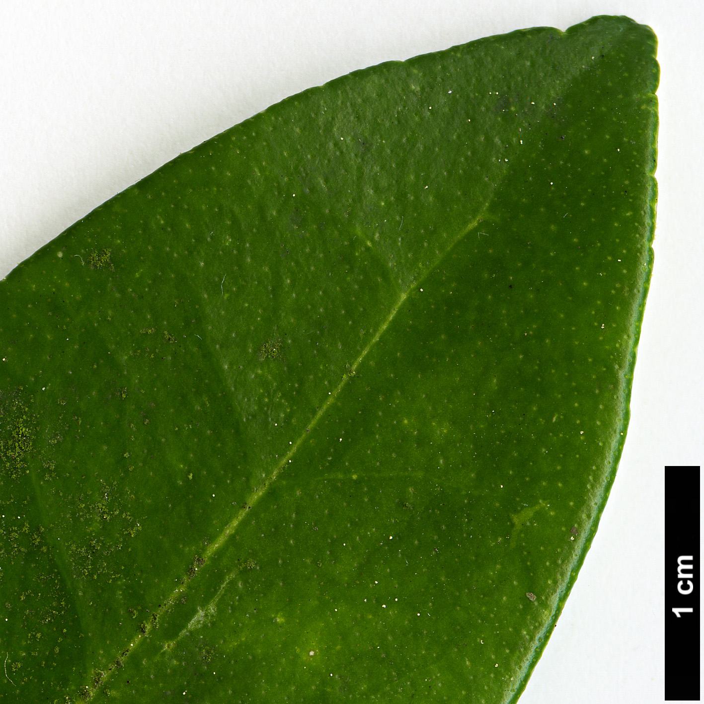 High resolution image: Family: Rutaceae - Genus: Skimmia - Taxon: japonica
