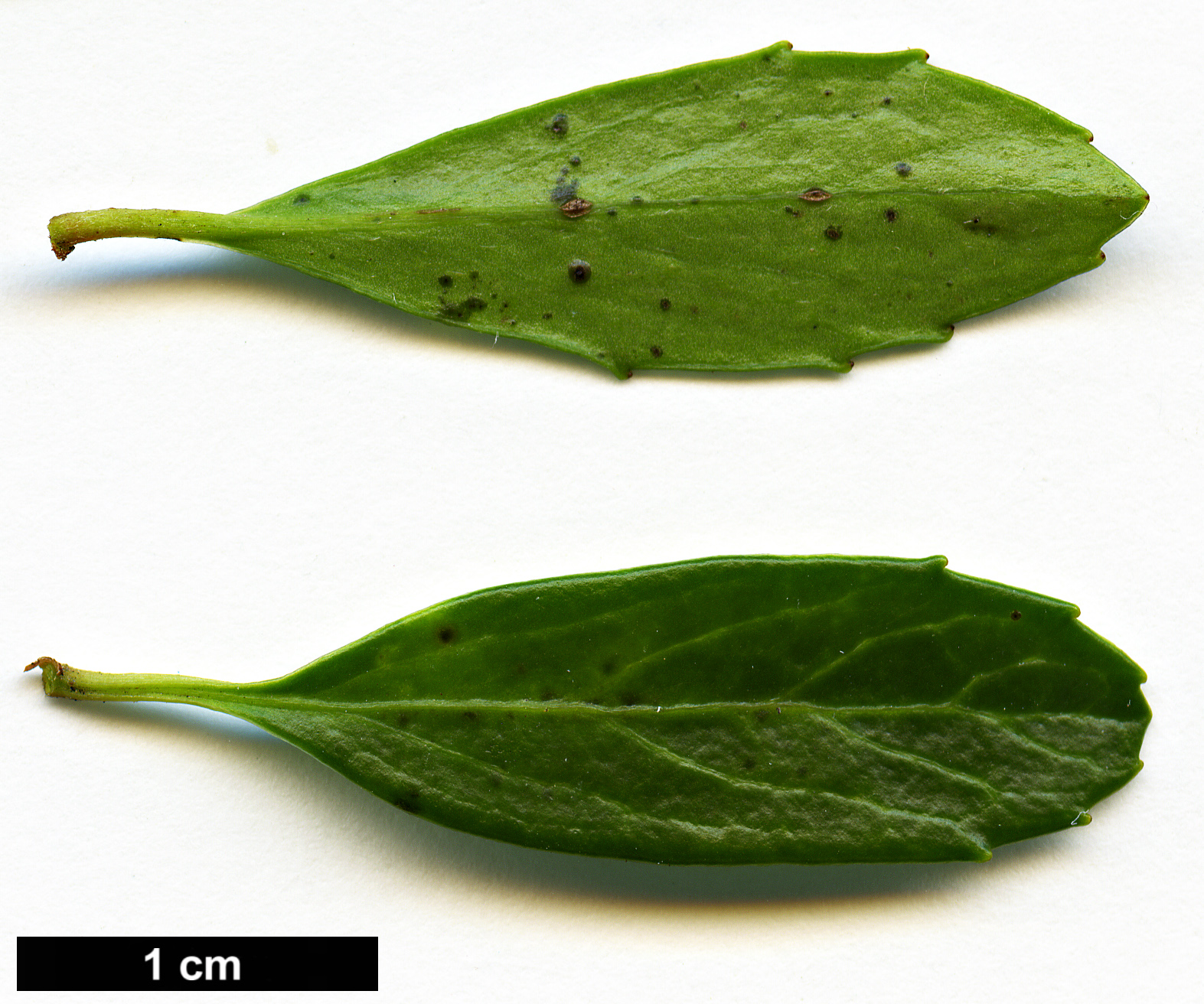 High resolution image: Family: Salicaceae - Genus: Azara - Taxon: alpina