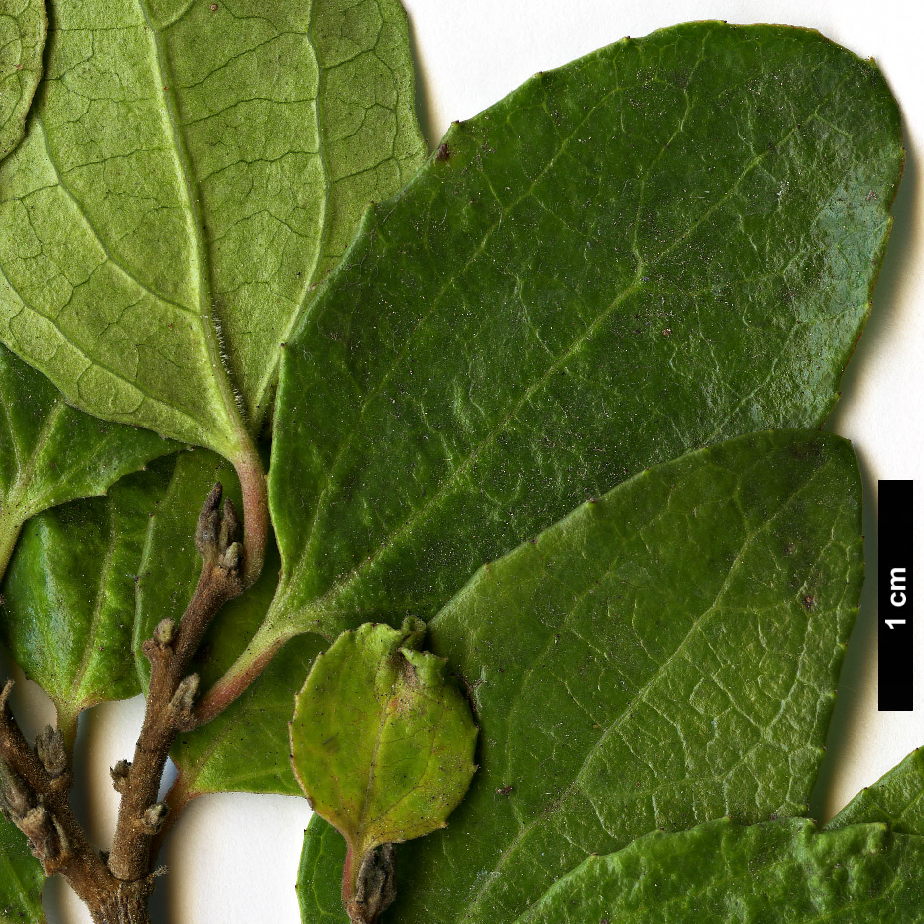 High resolution image: Family: Salicaceae - Genus: Azara - Taxon: celastrina