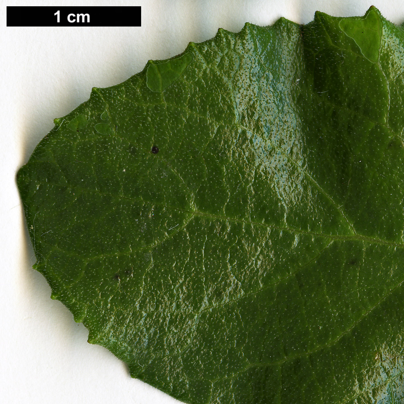 High resolution image: Family: Salicaceae - Genus: Azara - Taxon: dentata