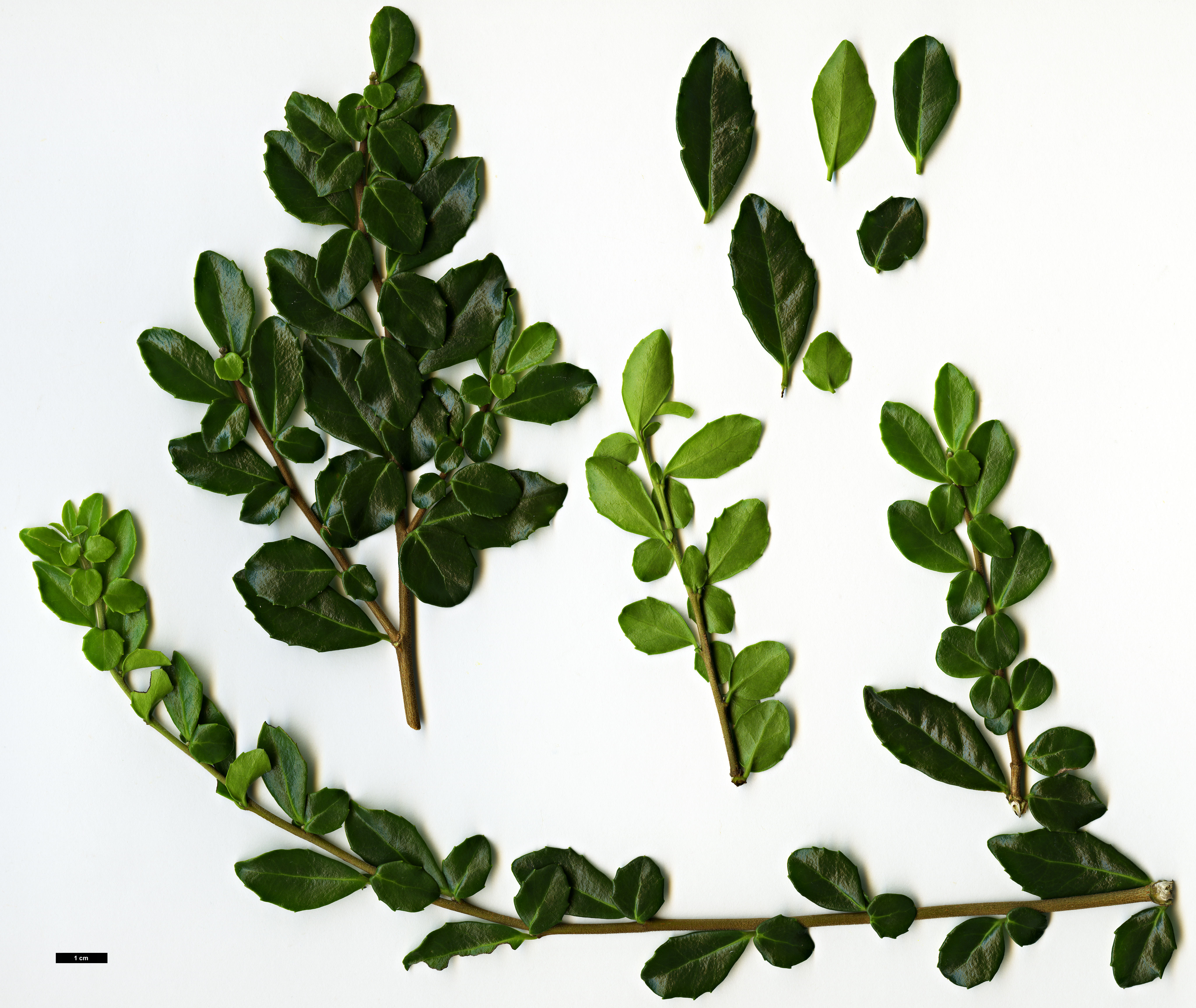 High resolution image: Family: Salicaceae - Genus: Azara - Taxon: microphylla