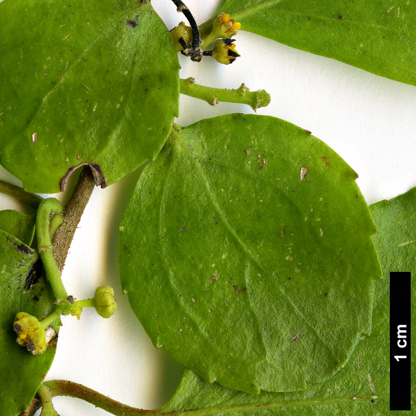 High resolution image: Family: Salicaceae - Genus: Azara - Taxon: serrata
