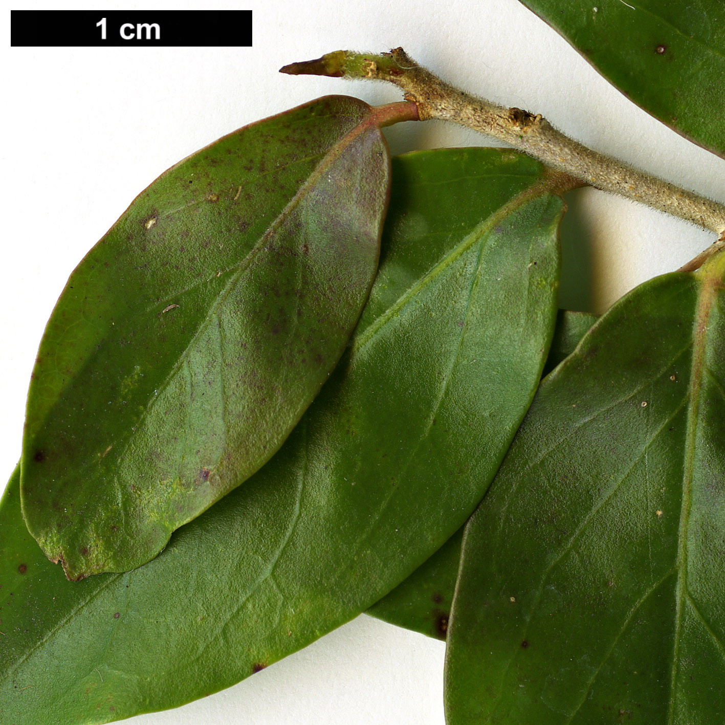 High resolution image: Family: Salicaceae - Genus: Dovyalis - Taxon: caffra