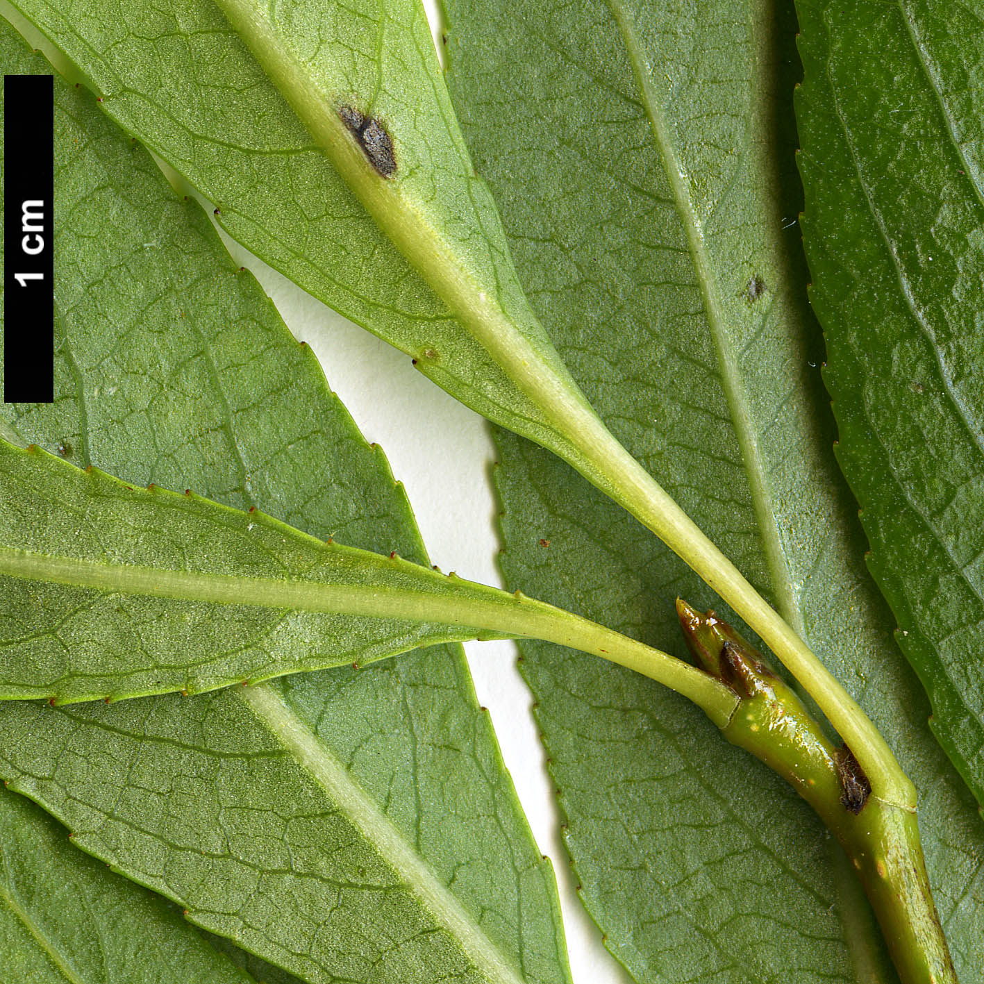 High resolution image: Family: Salicaceae - Genus: Populus - Taxon: angustifolia