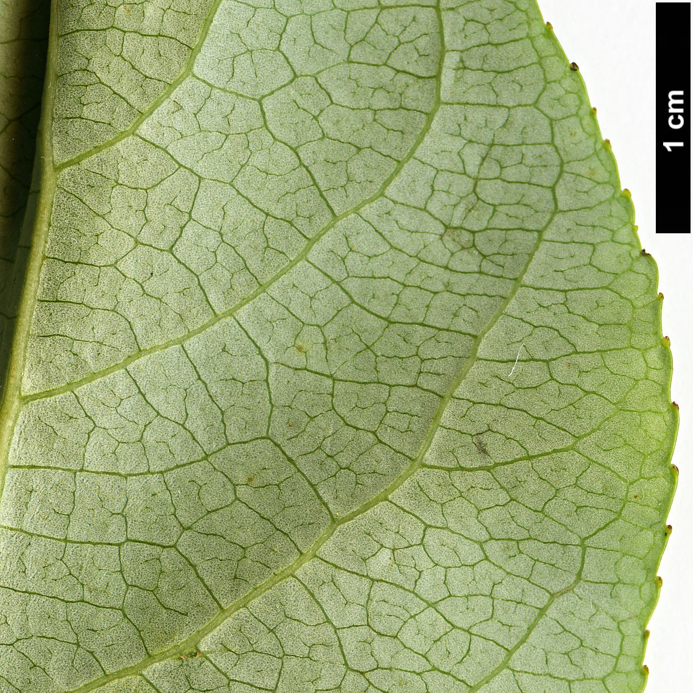 High resolution image: Family: Salicaceae - Genus: Populus - Taxon: cathayana