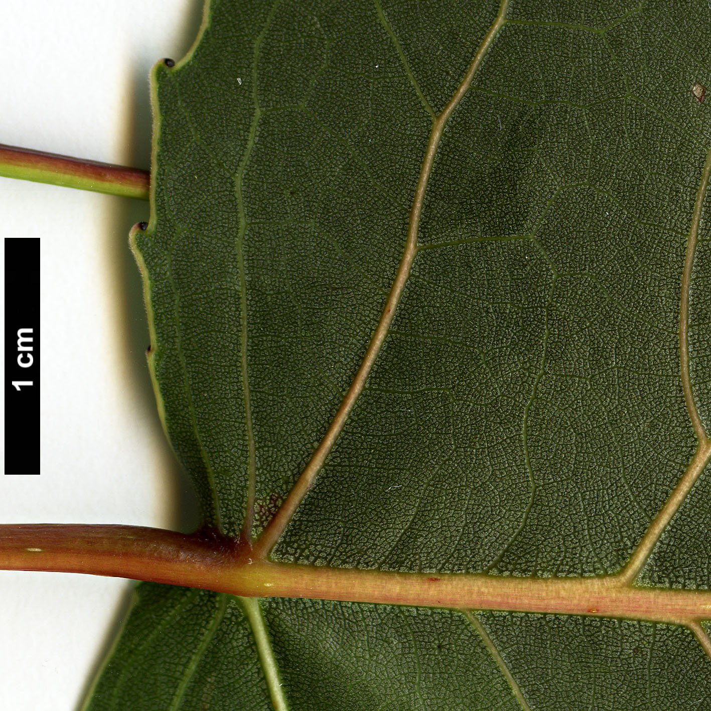 High resolution image: Family: Salicaceae - Genus: Populus - Taxon: deltoides
