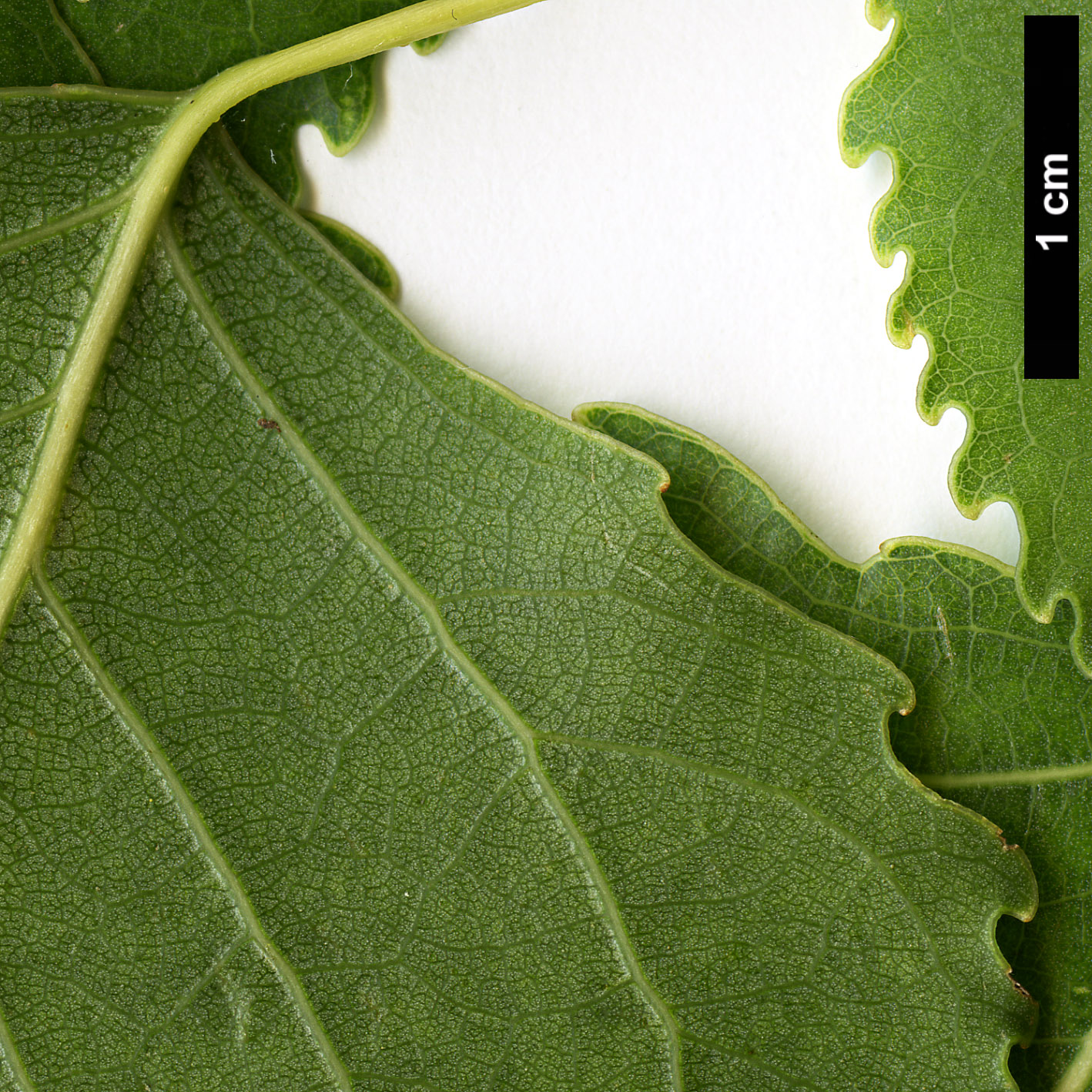 High resolution image: Family: Salicaceae - Genus: Populus - Taxon: fremontii