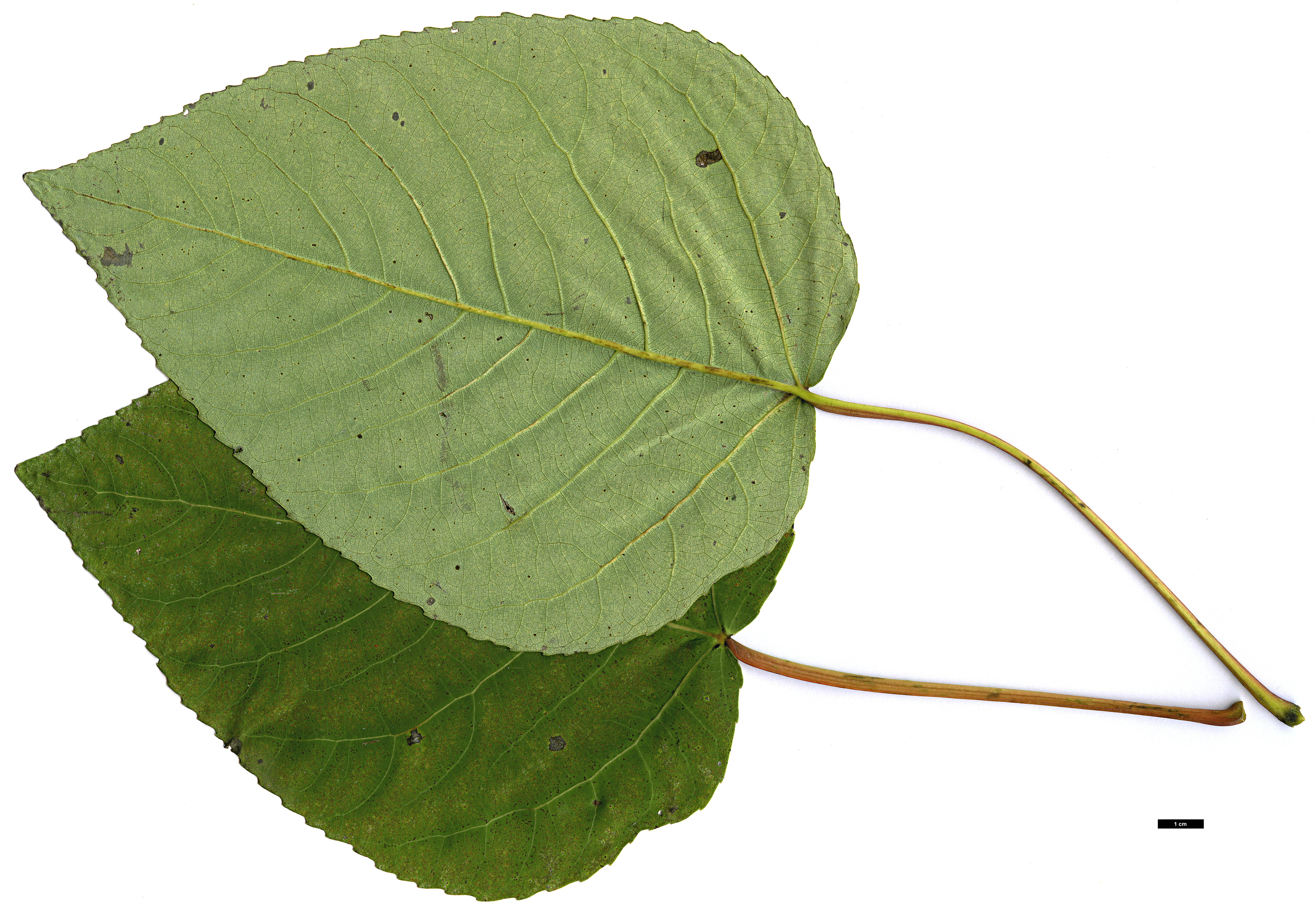 High resolution image: Family: Salicaceae - Genus: Populus - Taxon: glauca