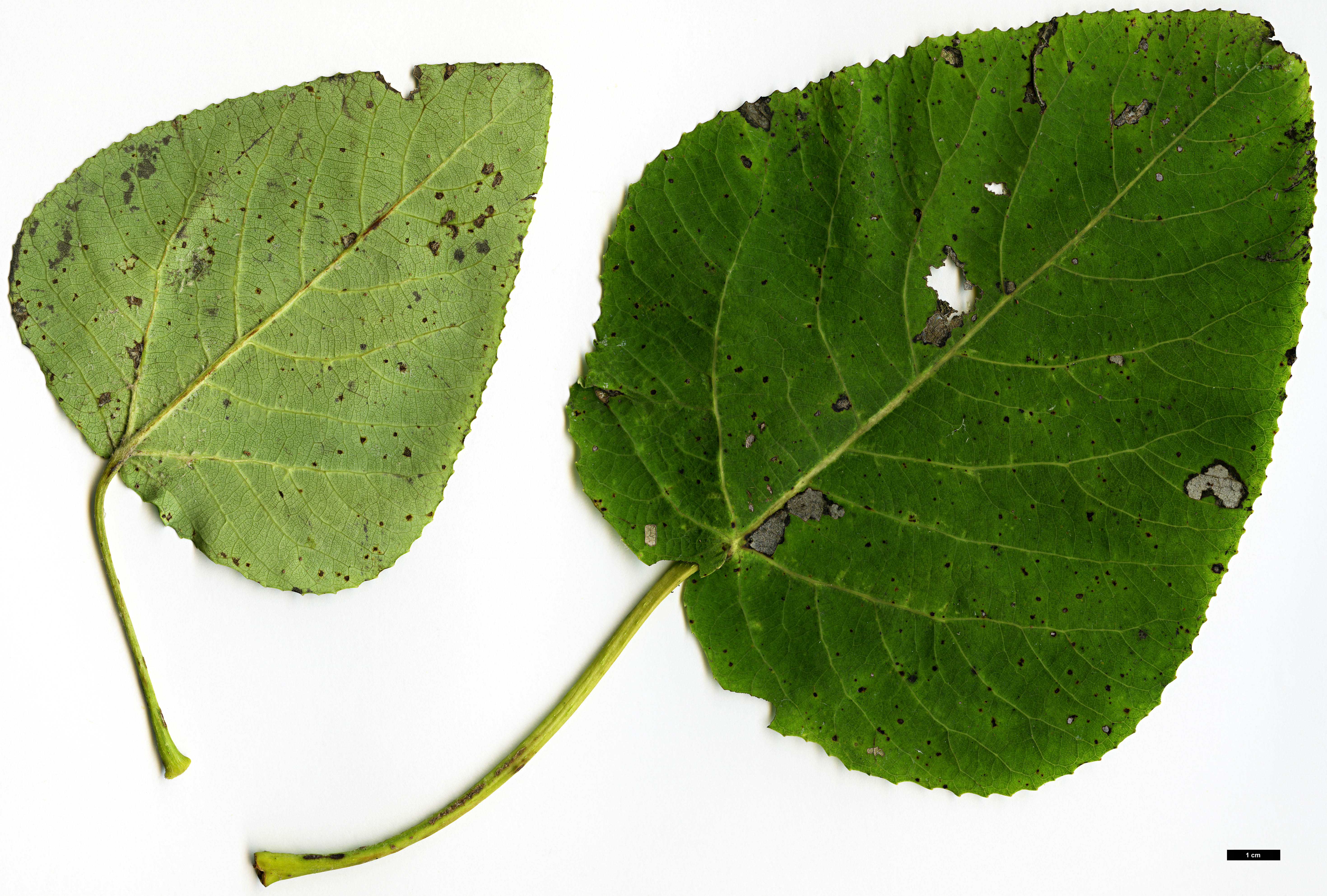 High resolution image: Family: Salicaceae - Genus: Populus - Taxon: glauca