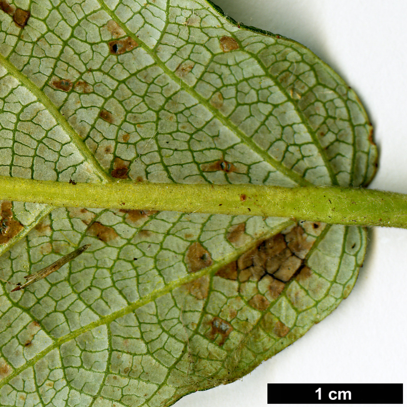 High resolution image: Family: Salicaceae - Genus: Populus - Taxon: koreana
