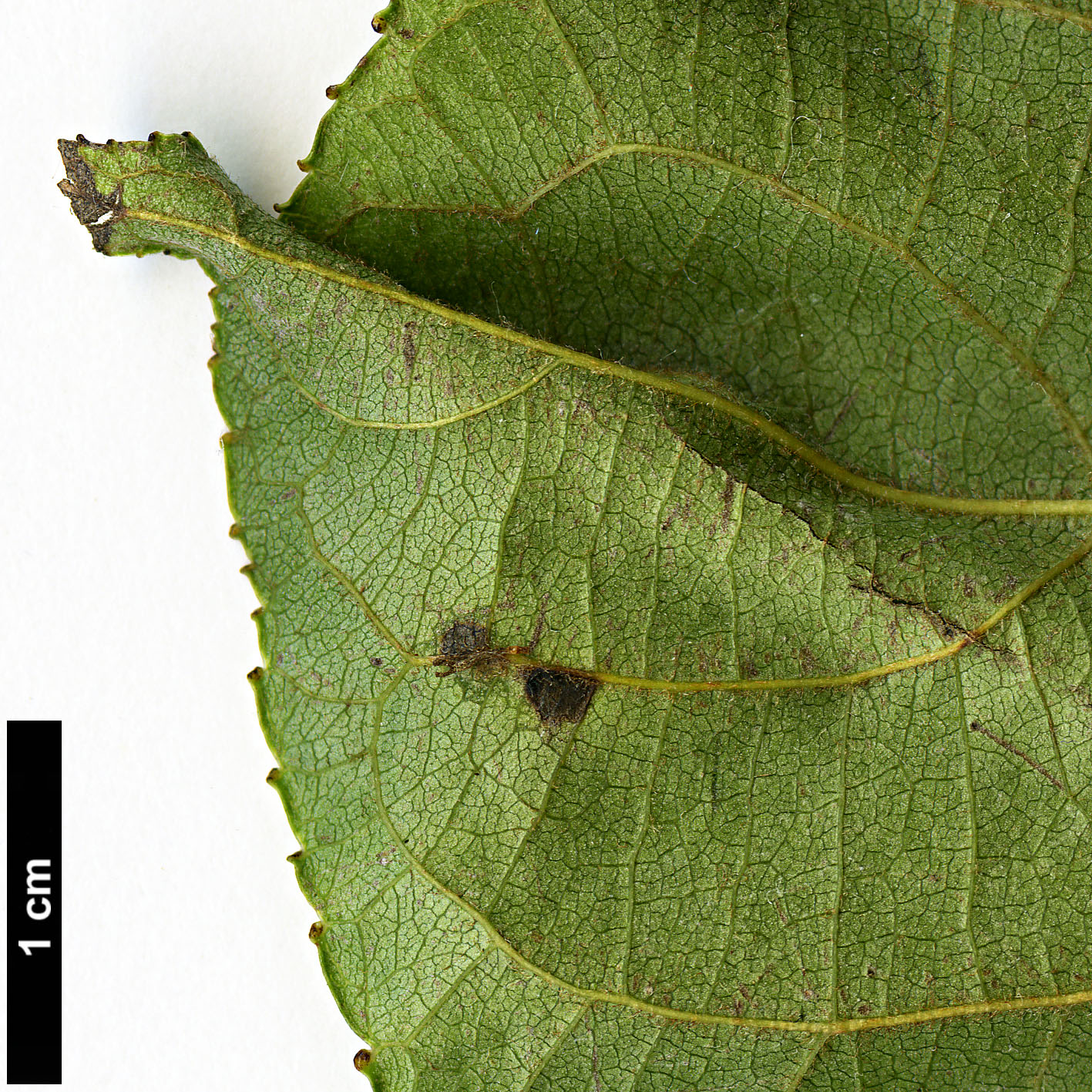 High resolution image: Family: Salicaceae - Genus: Populus - Taxon: lasiocarpa