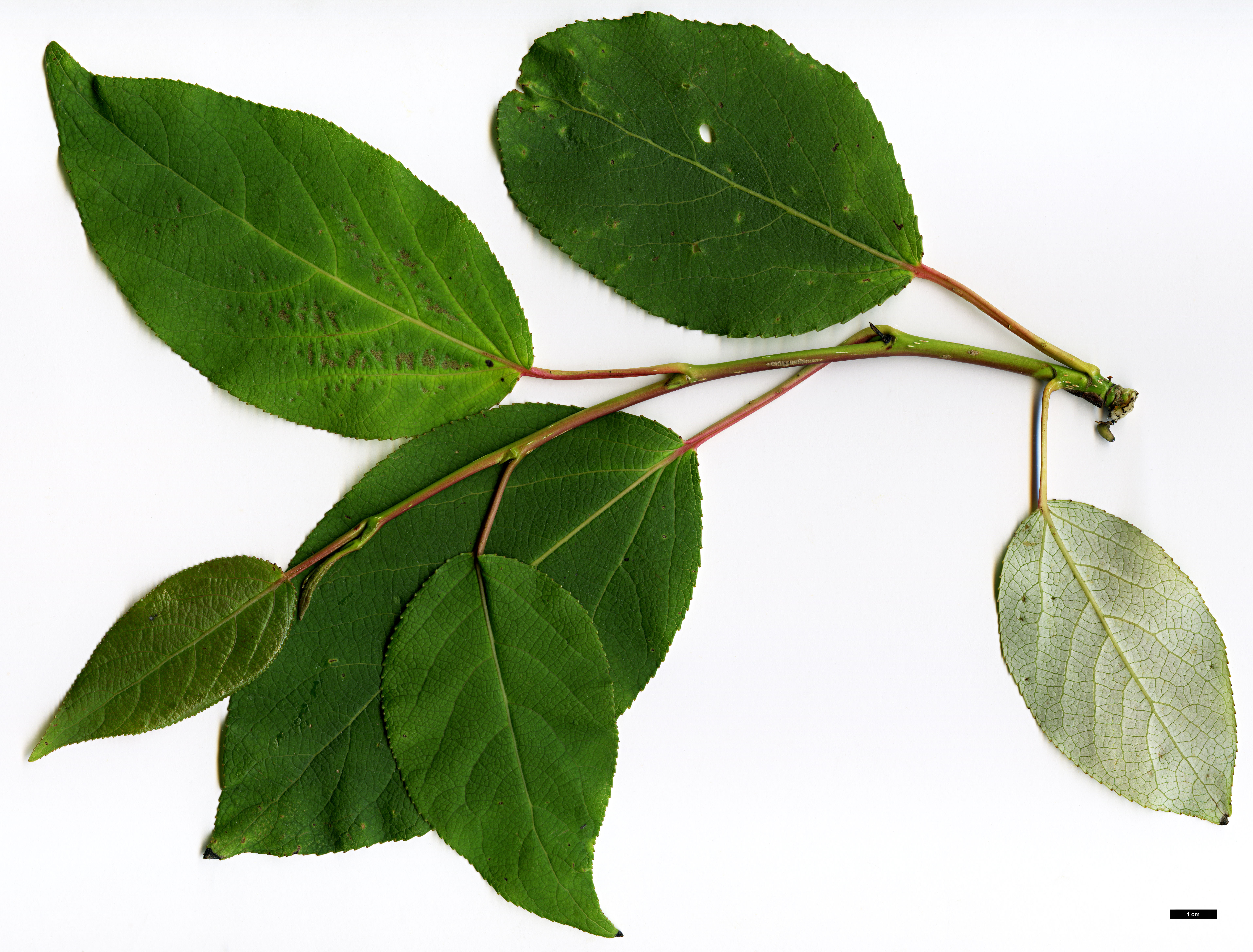 High resolution image: Family: Salicaceae - Genus: Populus - Taxon: purdomii