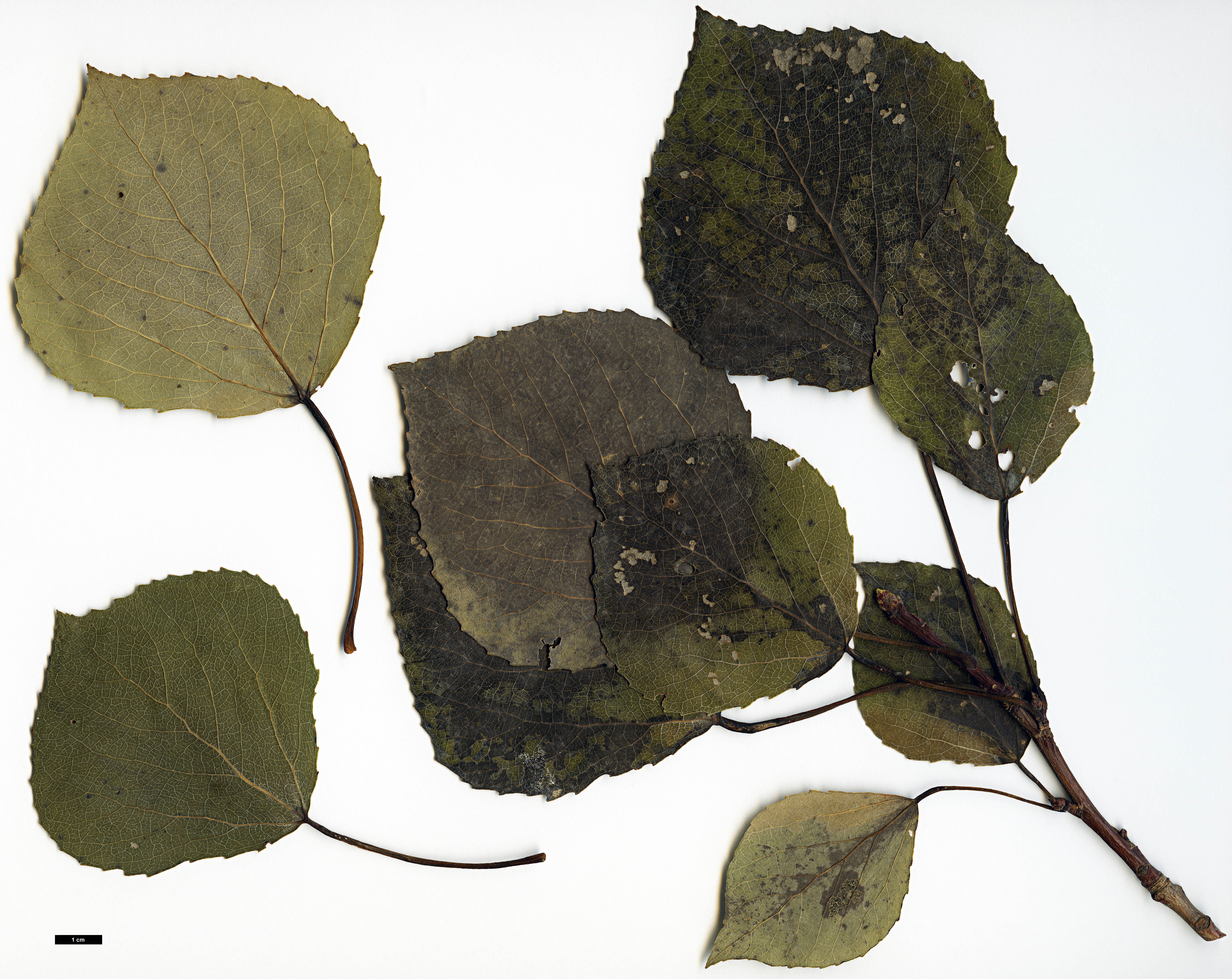 High resolution image: Family: Salicaceae - Genus: Populus - Taxon: sieboldii