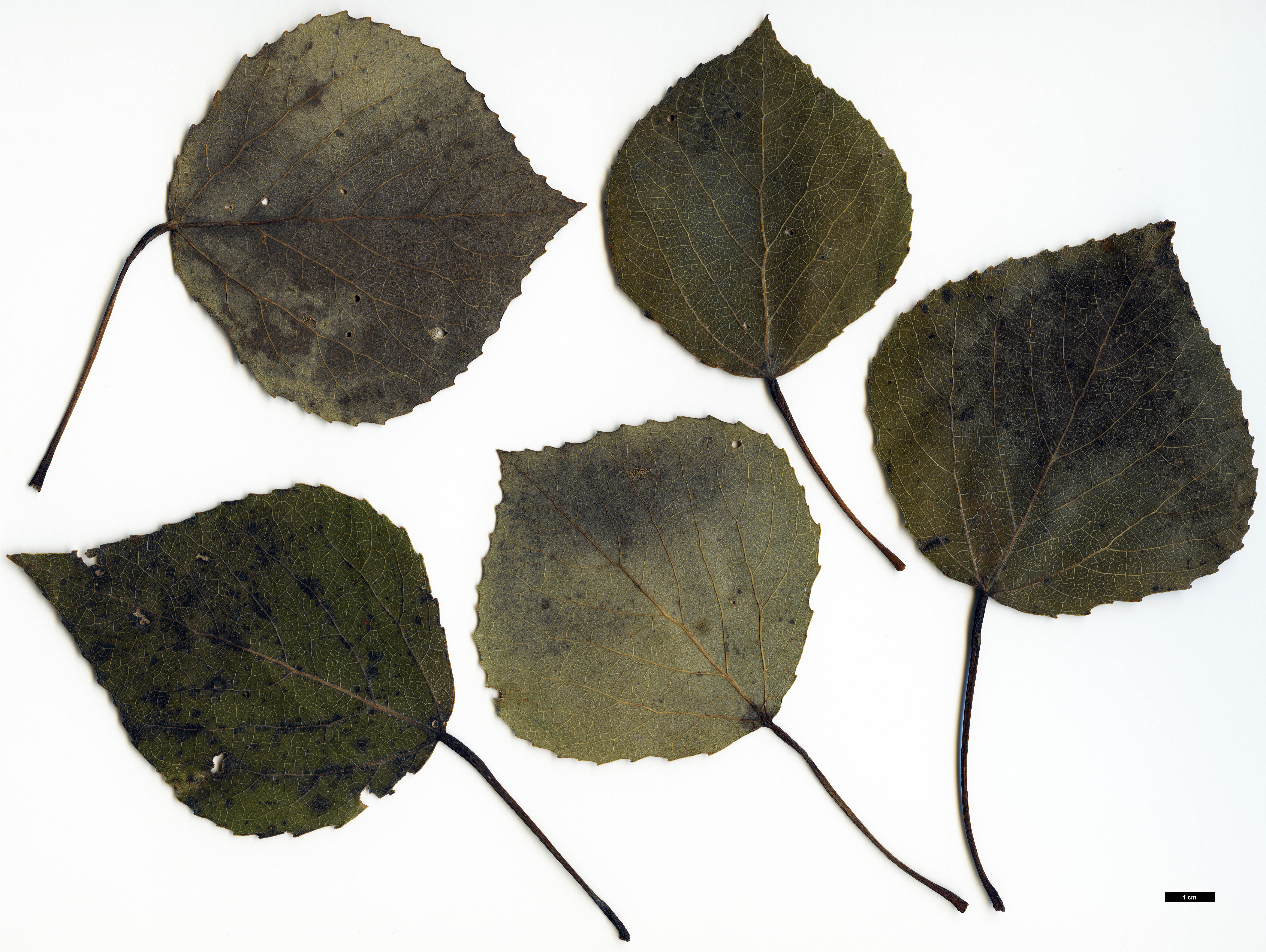 High resolution image: Family: Salicaceae - Genus: Populus - Taxon: sieboldii