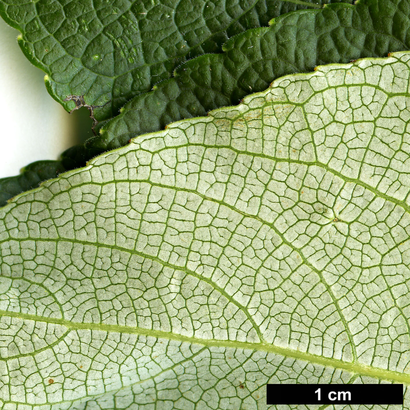 High resolution image: Family: Salicaceae - Genus: Populus - Taxon: suaveolens