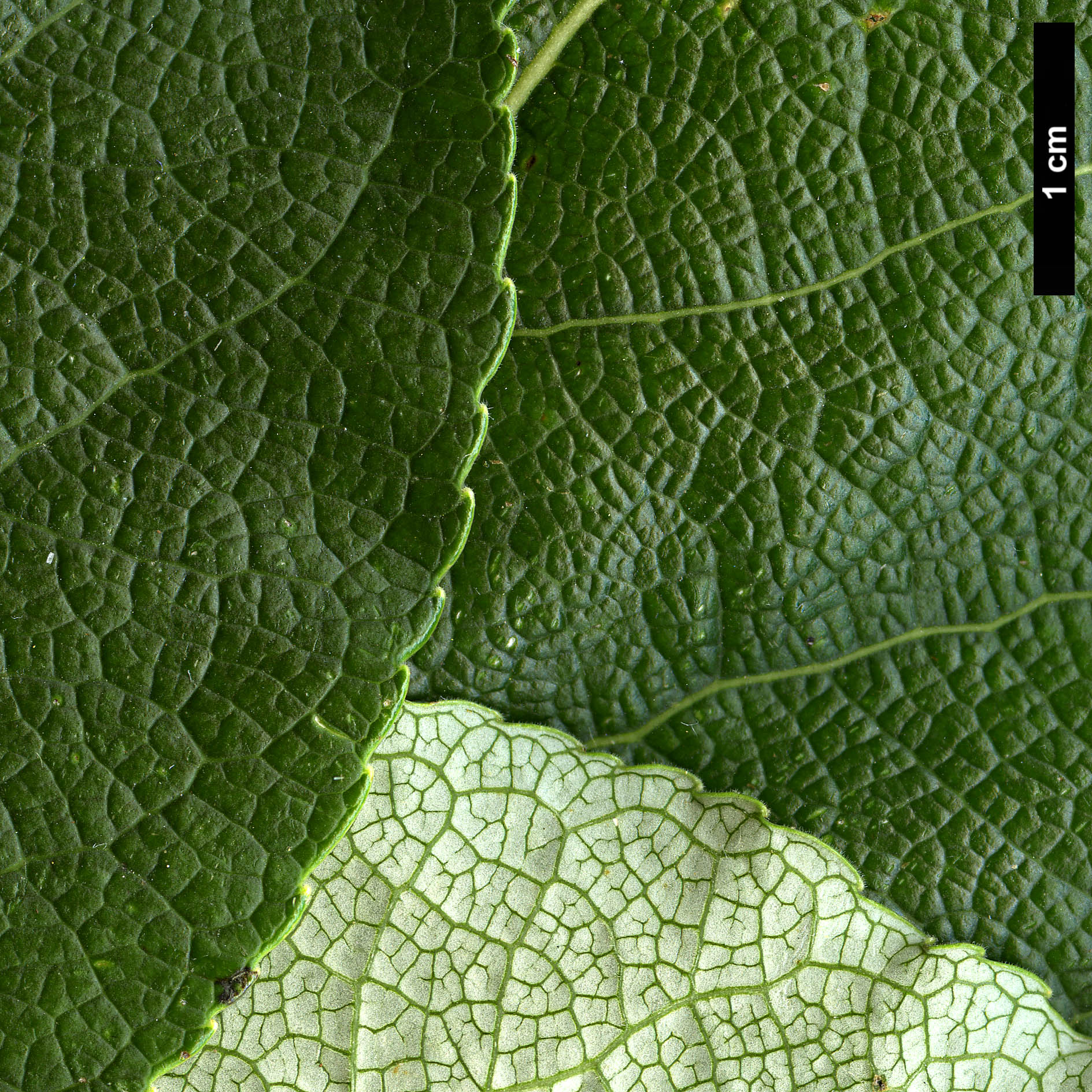 High resolution image: Family: Salicaceae - Genus: Populus - Taxon: suaveolens
