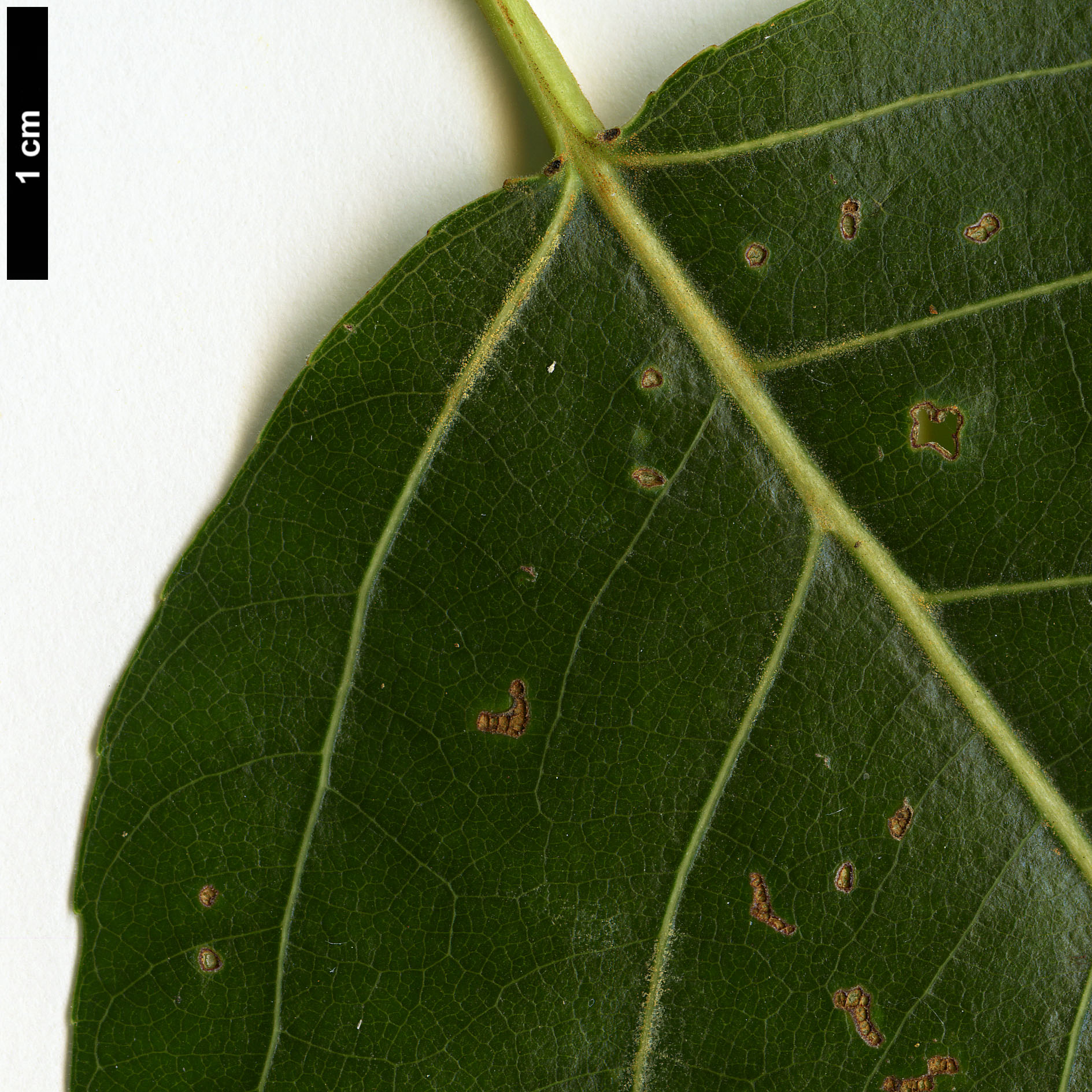 High resolution image: Family: Salicaceae - Genus: Populus - Taxon: trichocarpa