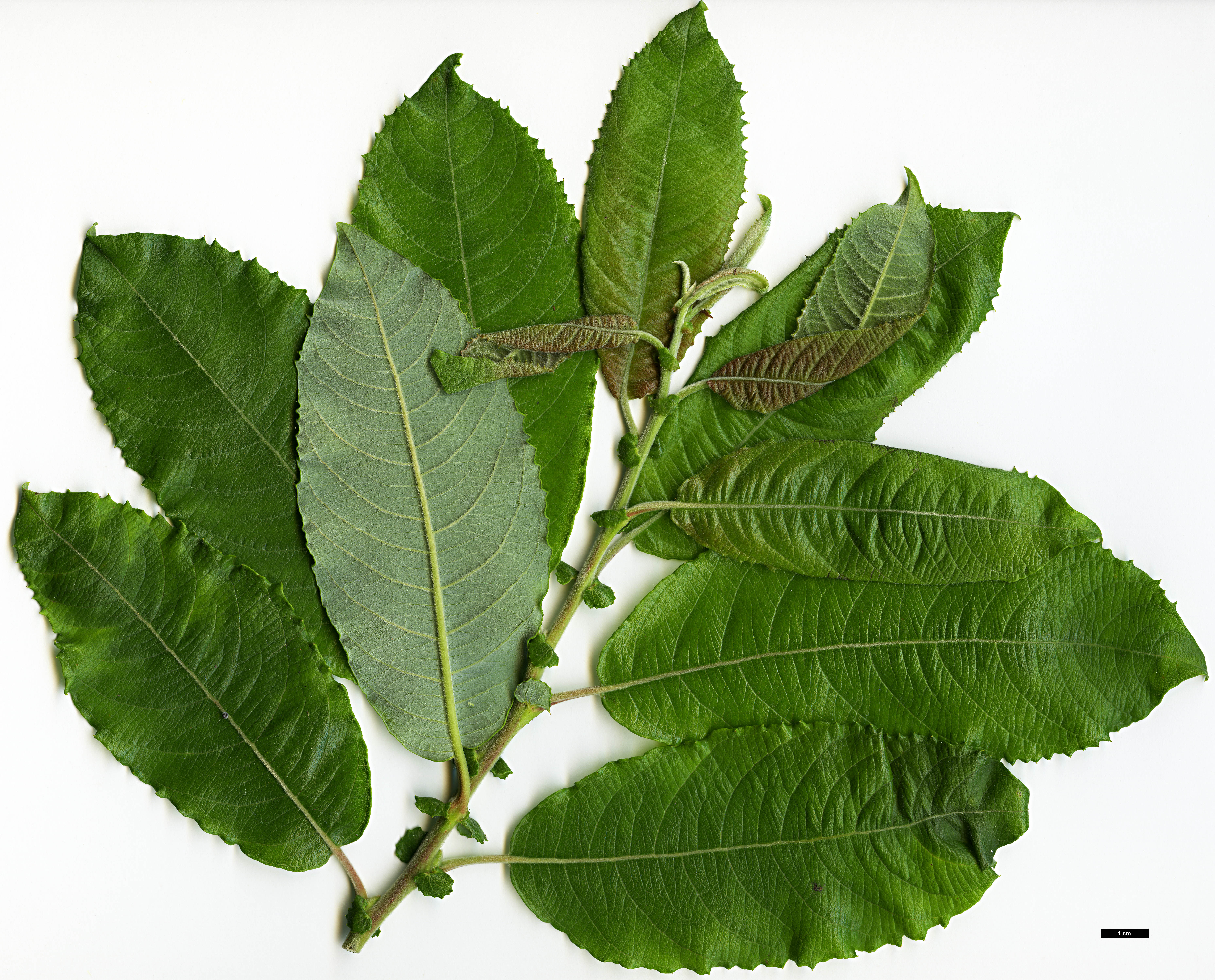 High resolution image: Family: Salicaceae - Genus: Salix - Taxon: aegyptiaca