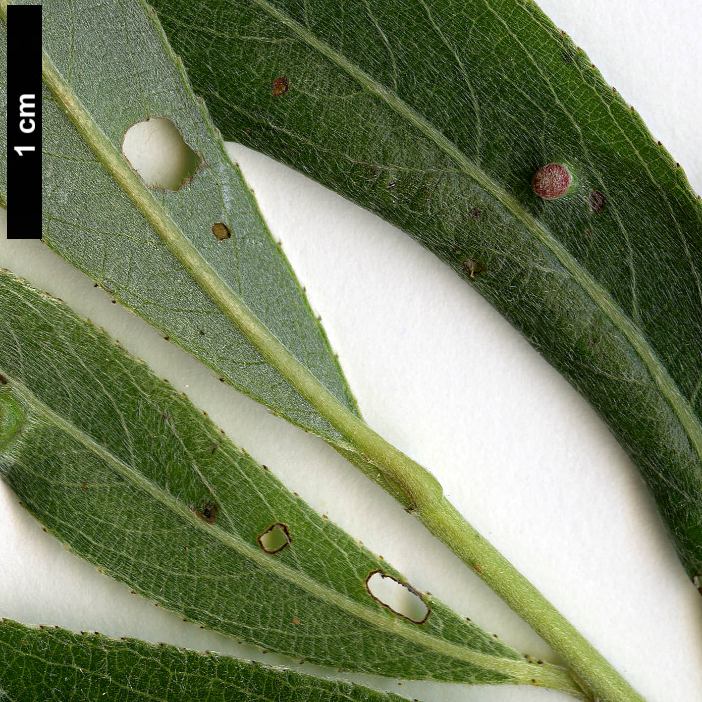 High resolution image: Family: Salicaceae - Genus: Salix - Taxon: alba