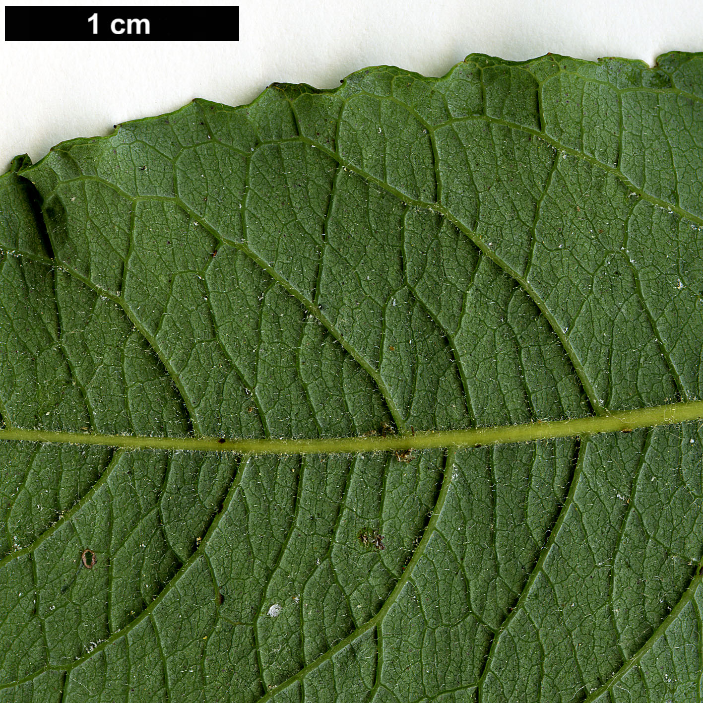 High resolution image: Family: Salicaceae - Genus: Salix - Taxon: appendiculata