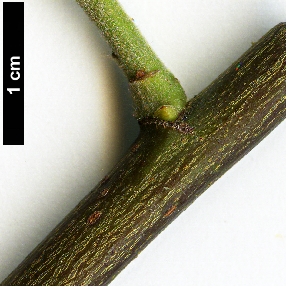 High resolution image: Family: Salicaceae - Genus: Salix - Taxon: caprea