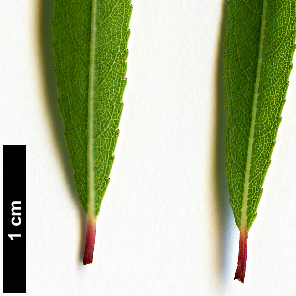 High resolution image: Family: Salicaceae - Genus: Salix - Taxon: chilensis