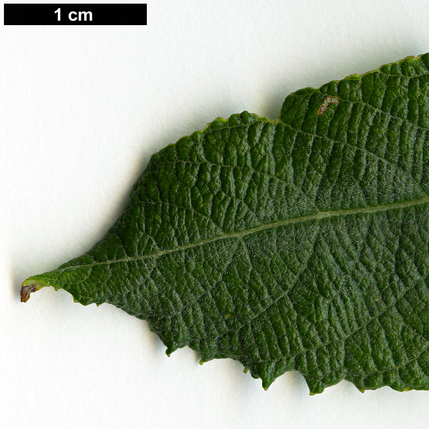 High resolution image: Family: Salicaceae - Genus: Salix - Taxon: cinerea