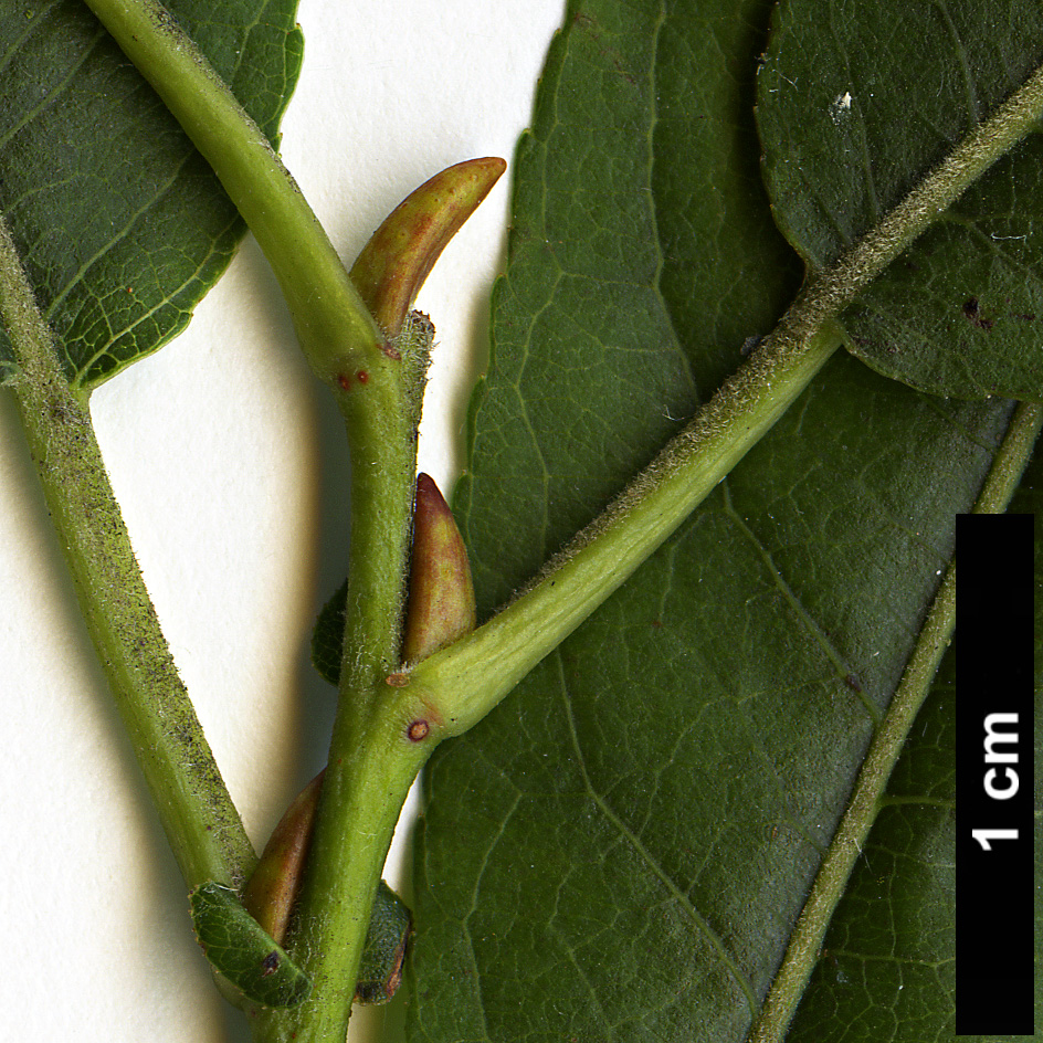 High resolution image: Family: Salicaceae - Genus: Salix - Taxon: eriocephala
